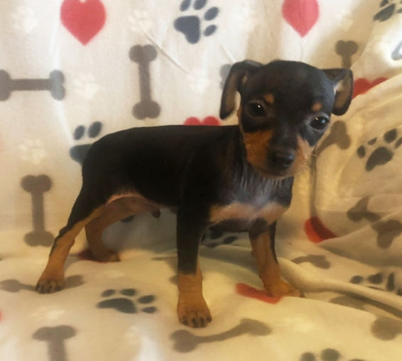 comprar cachorros sanos, baratos y asequibles para la venta